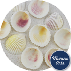 8482 - Cockle Shells - 50 Pack